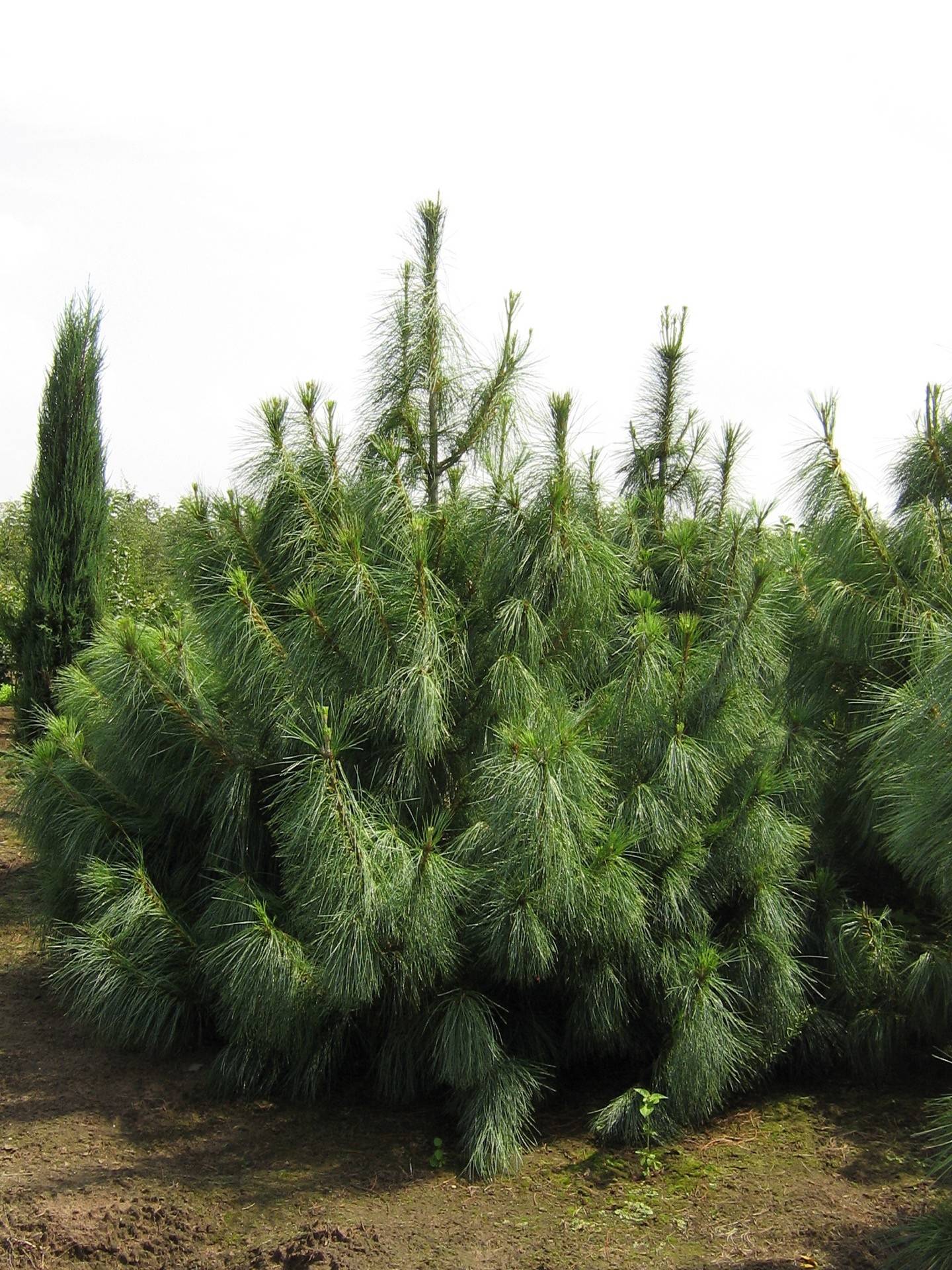 Pinus wallichiana_01
